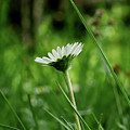 A one daisy in the middle of grassland. View is from down heading up. Springtime and summer come to our lands Photograph by Vaclav Sonnek A one daisy in the middle of grassland. View is from down heading up. Springtime and summer come to our lands Photograph by Vaclav Sonnek