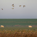 A pastel colored morning in the countryside by Anges Van der Logt
