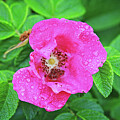 A pink wild rose in a rainy day by Tatiana Travelways