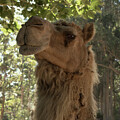 A Rather Proud Camel by Elaine Teague