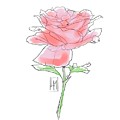 A Red Rose Drawing by Luisa Millicent A Red Rose Drawing by Luisa Millicent