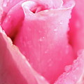 A Rose Is A Rose Photograph by Lens Art Photography By Larry Trager A Rose Is A Rose Photograph by Lens Art Photography By Larry Trager