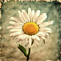 A simple daisy Sepia style by Freddy B