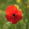 A Single Poppy, Yorkshire Photograph by Tom Holmes Photography A Single Poppy, Yorkshire Photograph by Tom Holmes Photography