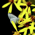 Butterfly Holly blue on yellow flower Photograph by Vaclav Sonnek Butterfly Holly blue on yellow flower Photograph by Vaclav Sonnek