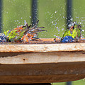 A SPLASH of Color Digital Art by Steve Templetoon A SPLASH of Color Digital Art by Steve Templetoon