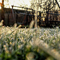 A stem of grass with sunrise. A wonderful story of beauty Photograph by Vaclav Sonnek A stem of grass with sunrise. A wonderful story of beauty Photograph by Vaclav Sonnek
