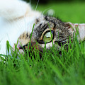 Tabby kitten lying in grass Photograph by Vaclav Sonnek Tabby kitten lying in grass Photograph by Vaclav Sonnek