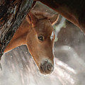 A Timid Peek. Photograph by Paul Martin A Timid Peek. Photograph by Paul Martin