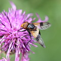 A Volucella pellucens pollinating red clover Photograph by Vaclav Sonnek A Volucella pellucens pollinating red clover Photograph by Vaclav Sonnek
