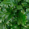 A Wee Bit of the Green by Derek Dean