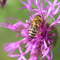 A Western honey bee pollinating red clover in Slovakia grassland Photograph by Vaclav Sonnek A Western honey bee pollinating red clover in Slovakia grassland Photograph by Vaclav Sonnek