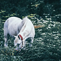 A white horse grazes on a meadow II Photograph by Dimitar Hristov A white horse grazes on a meadow II Photograph by Dimitar Hristov