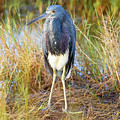 A young blue heron Photograph by Gordon Elwell A young blue heron Photograph by Gordon Elwell