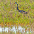 A Youngster out in the Grasslands Photograph by Gordon Elwell A Youngster out in the Grasslands Photograph by Gordon Elwell