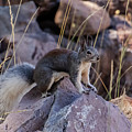 Abert's Squirrel Photograph by Laura Putman Abert's Squirrel Photograph by Laura Putman