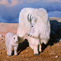 Above the Clouds A Rocky Mountain Goats Journey by Lena Owens