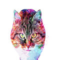 Abstract Charismatic Cat by Trindira A Abstract Charismatic Cat by Trindira A