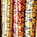 Abstract Indian Corn Digital Art by Phil Perkins Abstract Indian Corn Digital Art by Phil Perkins