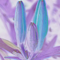 Abstract Lily Buds by Roberta Byram
