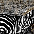 Abstract Zebras Black White And Gold Mixed Media by Joan Stratton