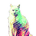 Abstrat Angora Cat by Trindira A Abstrat Angora Cat by Trindira A