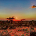 Acacia at Sunset Photograph by Matt Cohen Acacia at Sunset Photograph by Matt Cohen