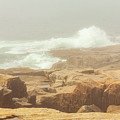 Acadia National Park Fog Photograph by Amelia Pearn Acadia National Park Fog Photograph by Amelia Pearn