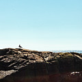 Acadia National Park Seagull Photograph by Amelia Pearn Acadia National Park Seagull Photograph by Amelia Pearn