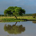Acaia Reflection  by Douglas Wielfaert