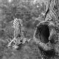 Ace Hunter by Puttaswamy Ravishankar