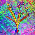 Acid Neon Scilla Amoena Botanical Art n.0365 Painting by Holy Rock Design Acid Neon Scilla Amoena Botanical Art n.0365 Painting by Holy Rock Design
