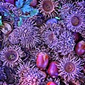 Acorns, Pods, And Seeds Digital Art by David Desautel Acorns, Pods, And Seeds Digital Art by David Desautel
