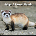 Adopt A Ferret Month v1 by Robert Banach