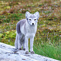 Adult arctic fox, Vulpes Lagopus, standing on a log in Longyearbyen, Svalbard by Jane Rix