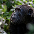 Adult chimpanzee by Jane Rix