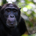Adult chimpanzee, Uganda by Jane Rix
