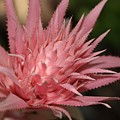 Flower of Aechmea fasciata Photograph by Mingming Jiang Flower of Aechmea fasciata Photograph by Mingming Jiang