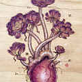 Aeonium Heart by Fay Helfer Aeonium Heart by Fay Helfer