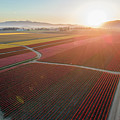 Aerial Tulips1 Photograph by Michael Rauwolf Aerial Tulips1 Photograph by Michael Rauwolf