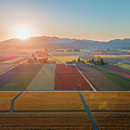 Aerial Tulips2 Photograph by Michael Rauwolf Aerial Tulips2 Photograph by Michael Rauwolf