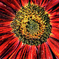 Aesthetic Sun Flower Photograph by Louis Dallara Aesthetic Sun Flower Photograph by Louis Dallara