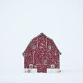 Afloat - Grimacing red barn in a Blizzard #1 of 2 near Stoughton Wisconsin by Peter Herman