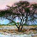 African Acacia Tree Painting by John Bohn African Acacia Tree Painting by John Bohn