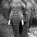 African Bull Elephant by Bonnie Colgan