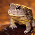 African Bullfrog by Will Moneymaker