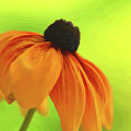 African Daisy Photograph by Kathy Paynter African Daisy Photograph by Kathy Paynter