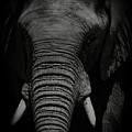 African Elephant #1 Photograph by Matthew Adelman African Elephant #1 Photograph by Matthew Adelman