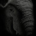 African Elephant #2 Photograph by Matthew Adelman African Elephant #2 Photograph by Matthew Adelman