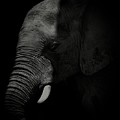 African Elephant #3 Photograph by Matthew Adelman African Elephant #3 Photograph by Matthew Adelman